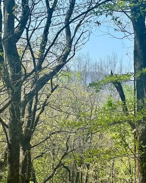 450 Wild Turkey Bluff, Jasper, GA 30143 - #1