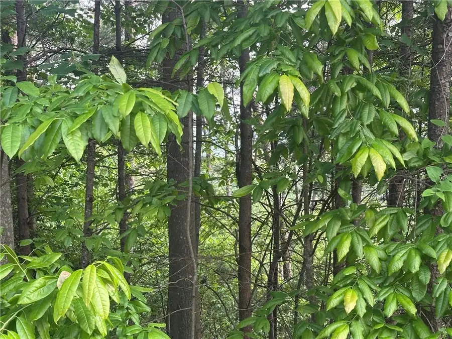 Lot 30 Crown Mountain Way, Dahlonega, GA 30533 - Image #3