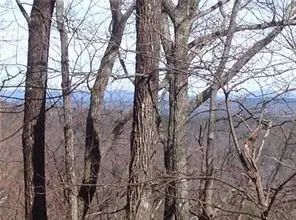 8112 Disharoon Drive, Big Canoe, GA 30143 - Image #3