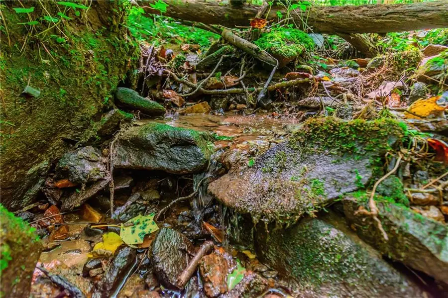 LOT 26 Foxpaw Leaf Lane, Ellijay, GA 30536 - Image #3