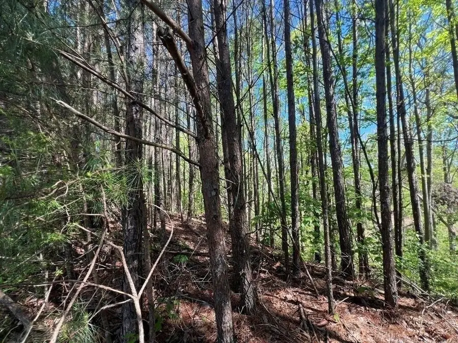 922 Whistler Lane, Canton, GA 30114 - Image #3