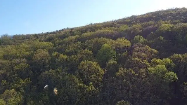 172 Trailwood Drive, Ellijay, GA 30540 - #1