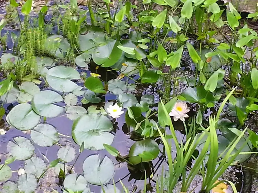 7451 Shady Glen Drive, Flowery Branch, GA 30542 - #2