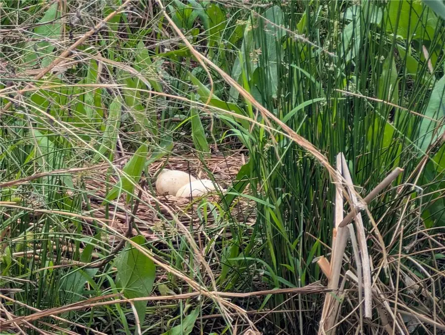 139 Sunset Drive, Eatonton, GA 31024 - #3