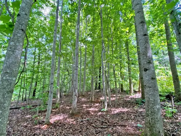 39.2ac Falling Pines Road, Dahlonega, GA 30533