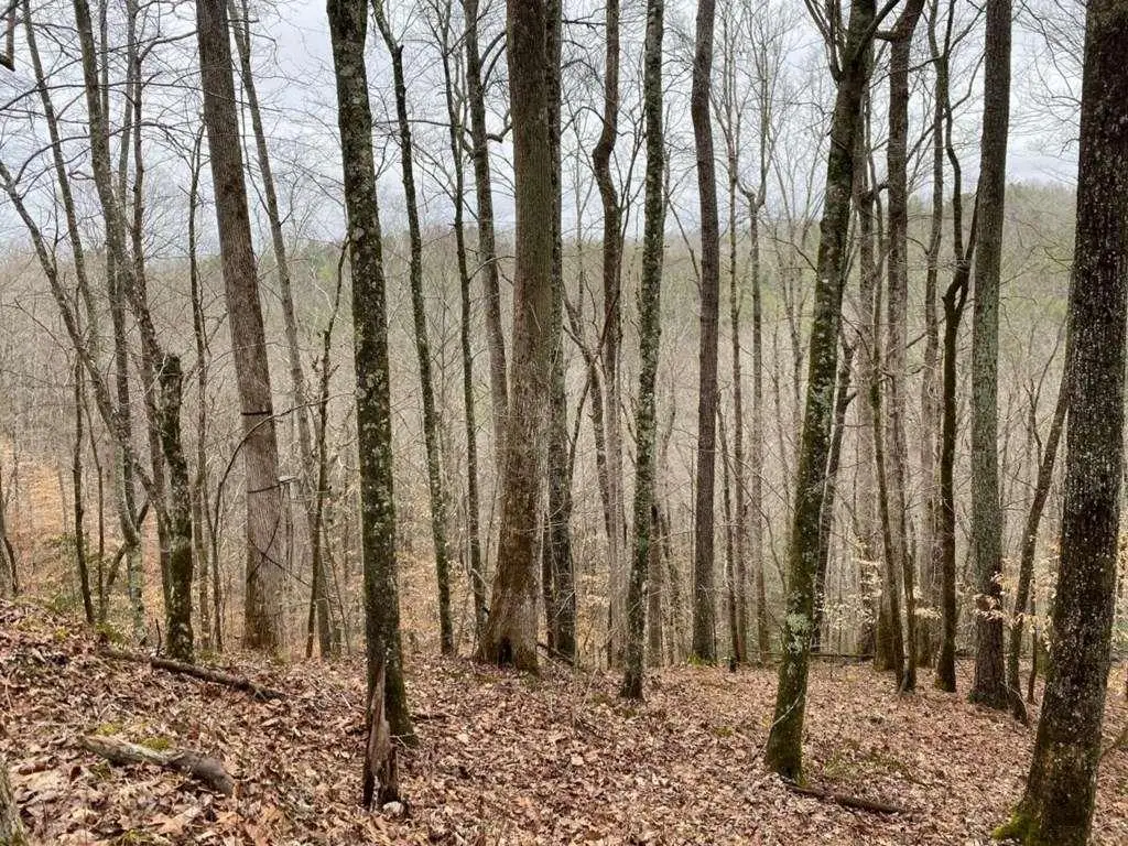 4AC Scenic Way, Ellijay, GA 30540 - #1