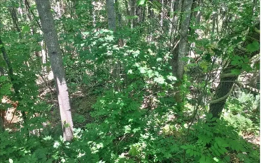 Lot 10 Mill Creek Drive, Jasper, GA 30143 - #3