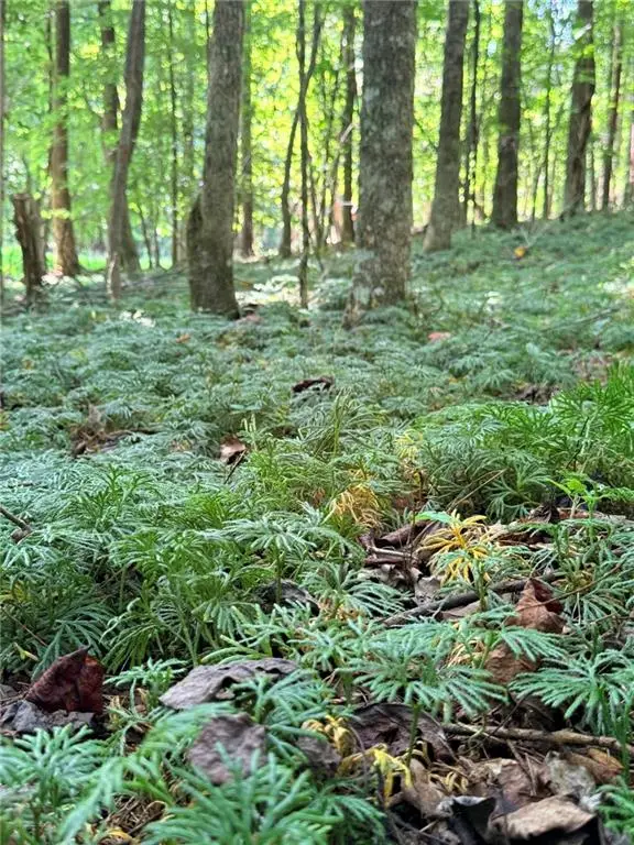 Lot 20 Henderson Mountain Road, Jasper, GA 30143 - #3