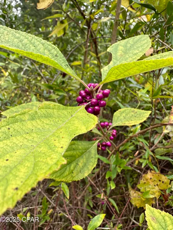 Tract# Mattox Springs Road #North 2, Caryville, FL 32427