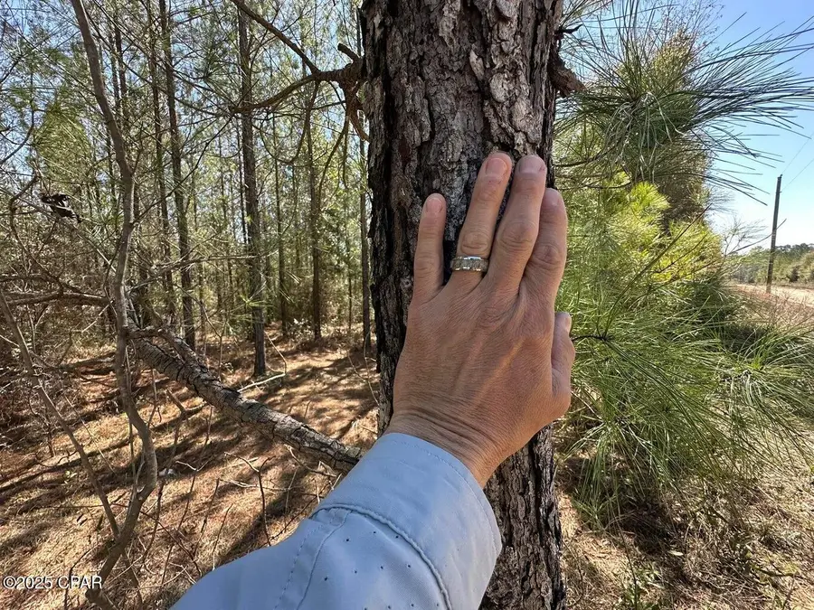 Tract#6418 Ne Mattox Springs Road, Caryville, FL 32427 - Image #2