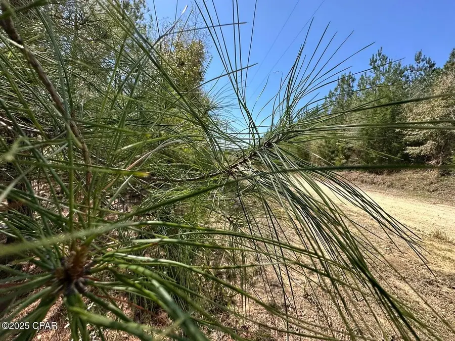 Tract#6418 Ne Mattox Springs Road, Caryville, FL 32427 - Image #3