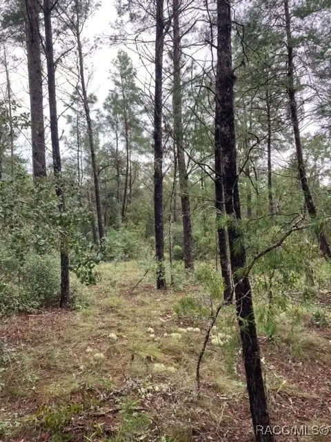 5809 W Costa Mesa Lane, Beverly Hills, FL 34465 - #3