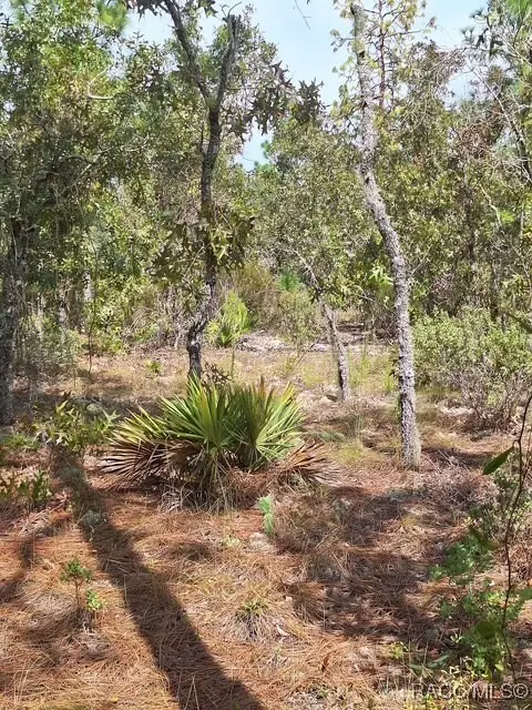 4138 W Dorchester Circle, Dunnellon, FL 34434 - Image #3