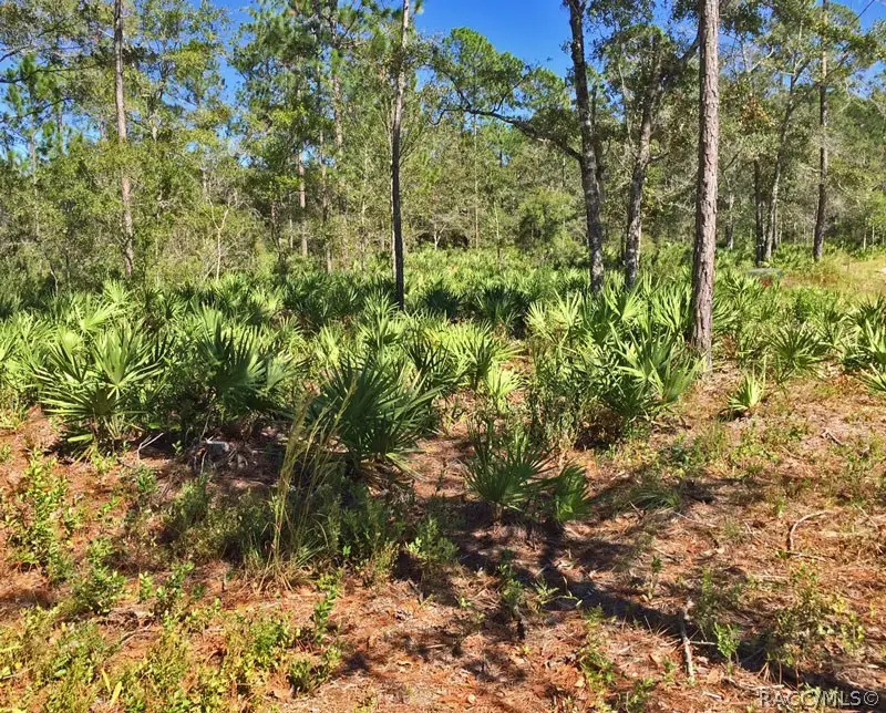 8503 W Freemont Street, Homosassa, FL 34448 - #1