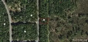 8145 N Yellowbird Avenue, Citrus Springs, FL 34434 - #1