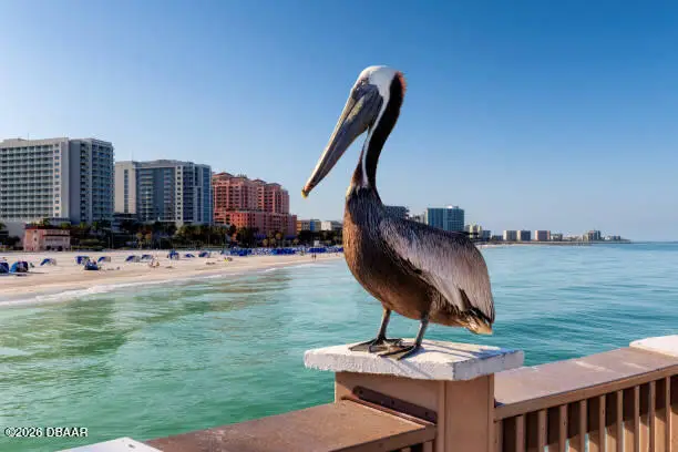 3051 S Atlantic Avenue #802, Daytona Beach Shores, FL 32118 - #2