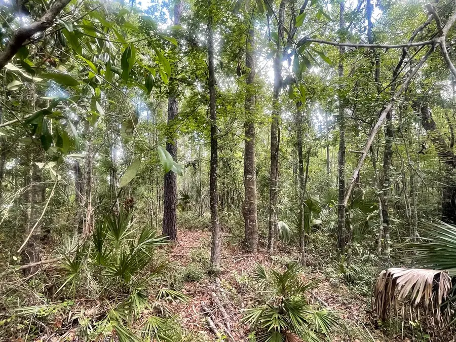 TBD Hwy 361, Steinhatchee, FL 32359 - #2