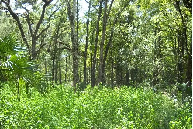 580 NE 597th St, Old Town, FL 32680 - #3