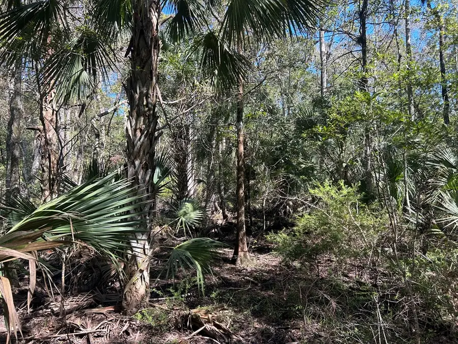00 NW Camp Azalea Rd, Chiefland, FL 32626 - #2