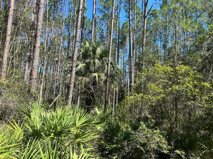 00 NW Camp Azalea Rd, Chiefland, FL 32626 - #3