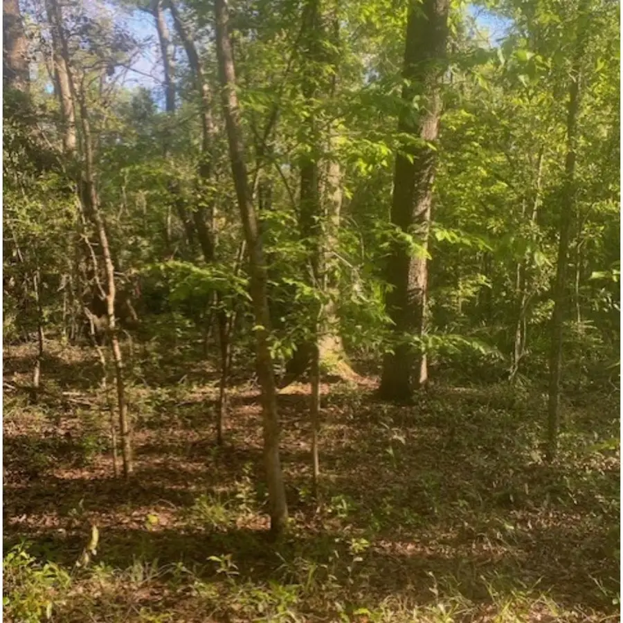 768th St, Old Town, FL 32680 - #2