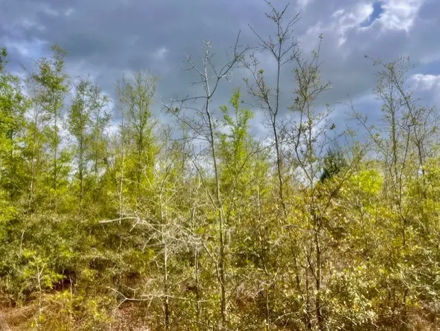 NE 998th Ave, Branford, FL 32008 - #3