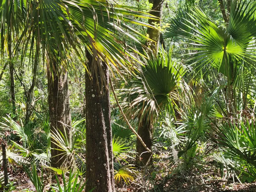 167 NE 396th St, Old Town, FL 32680 - #1