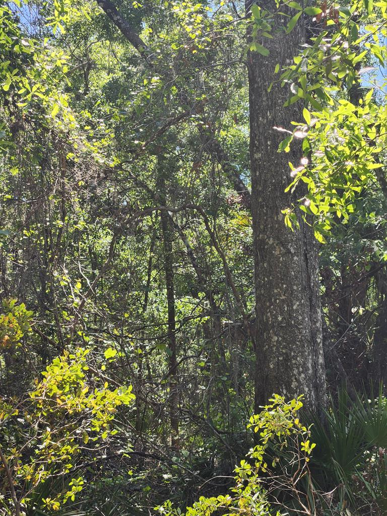 167 NE 396th St, Old Town, FL 32680 - #2