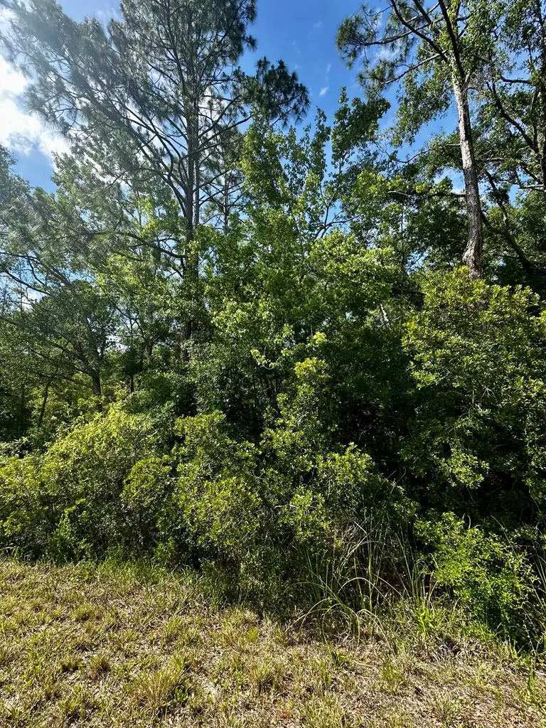 SW 316th Ave, Cross City, FL 32628 - #2