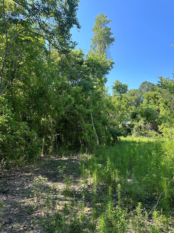 NW 19th Cir, Chiefland, FL 32628