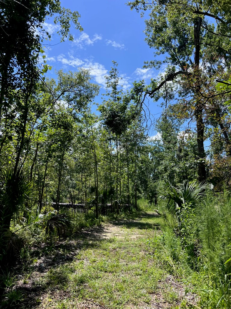 00 SW 717th Ln, Steinhatchee, FL 32359 - #3