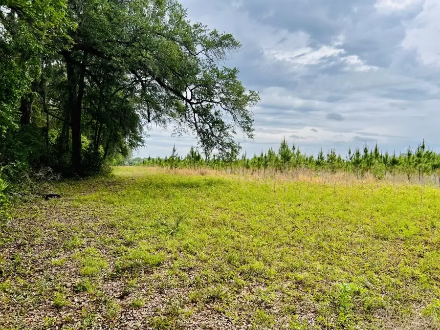 NE 209th Ave, Old Town, FL 32680 - #3