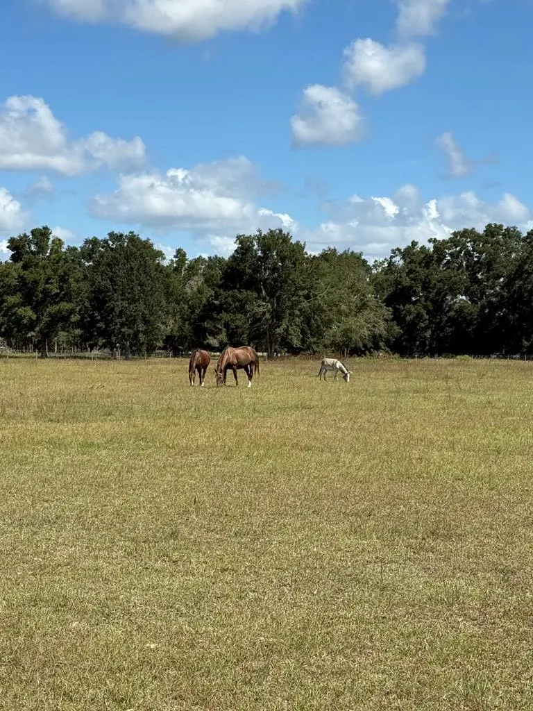 15330 NE County Road 349, Branford, FL 32008 - #1