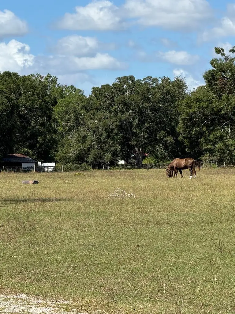 15330 NE County Road 349, Branford, FL 32008 - #2