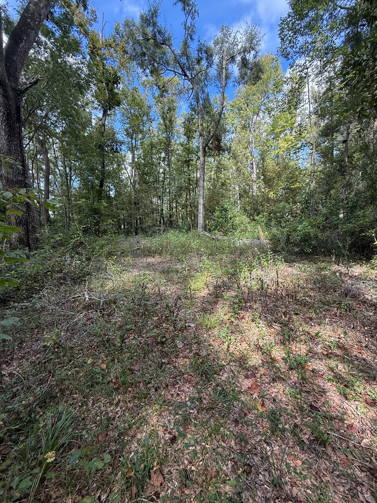 746th St, Old Town, FL 32680 - #2