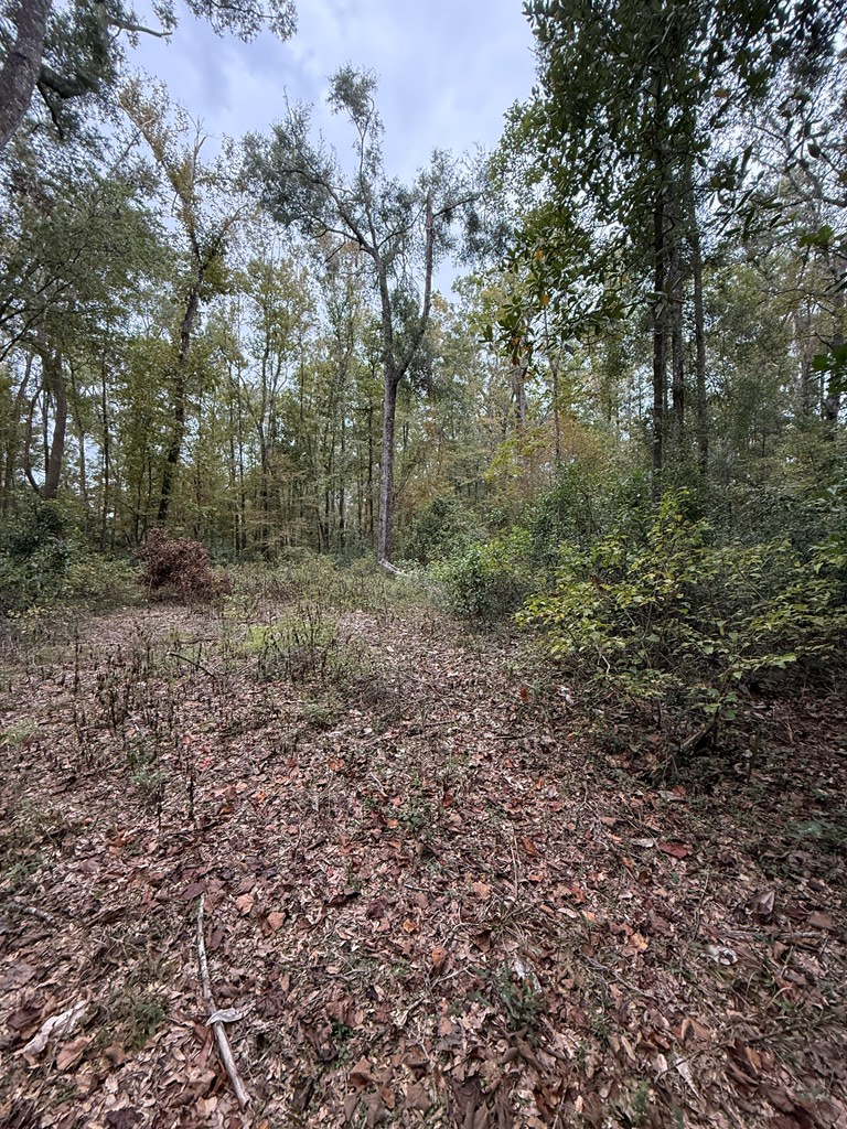 746th St, Old Town, FL 32680 - #3