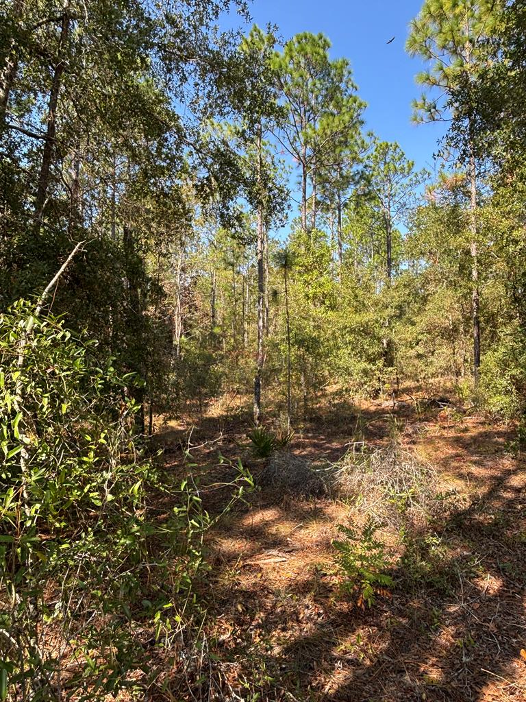 Lot 10 NW 16th Ave, Bell, FL 32619 - #1