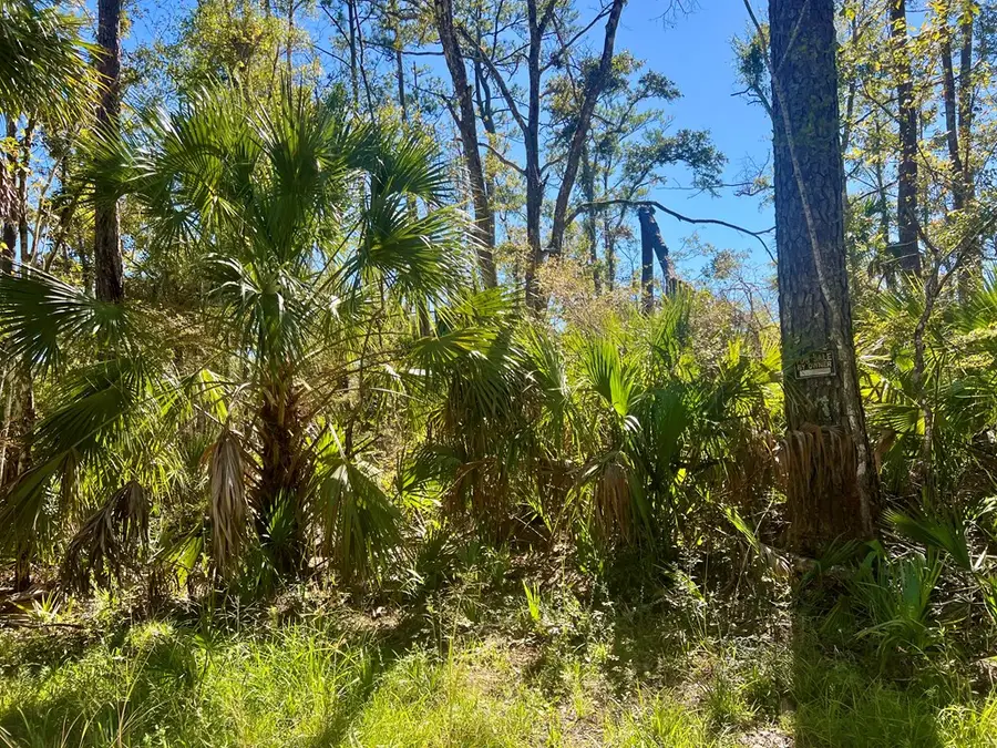 SW 123rd Ave, Steinhatchee, FL 32359 - #2