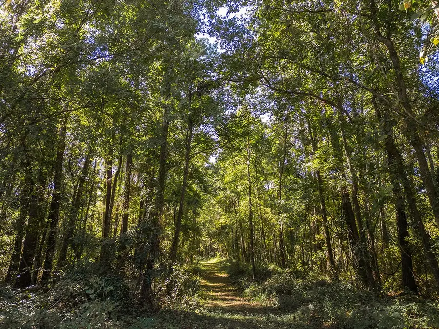 N State Rd 121, Alachua, FL 32615 - #2