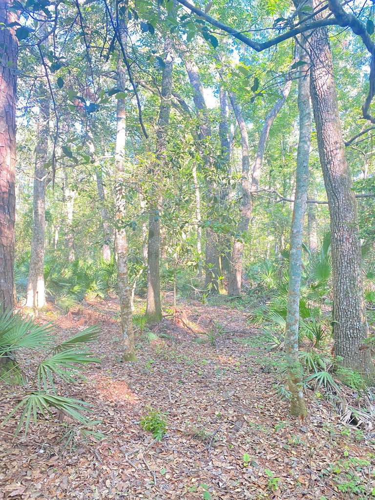 Lot #6 203rd Ave, Old Town, FL 32680 - #2