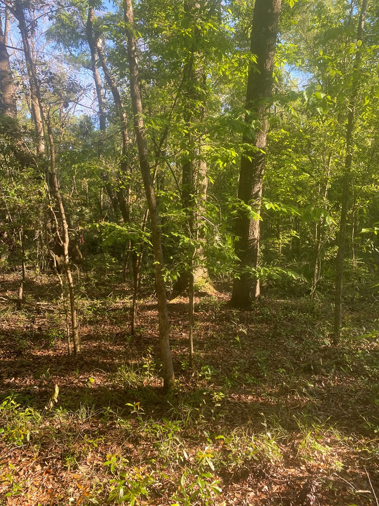 Lot #6 203rd Ave, Old Town, FL 32680 - #3