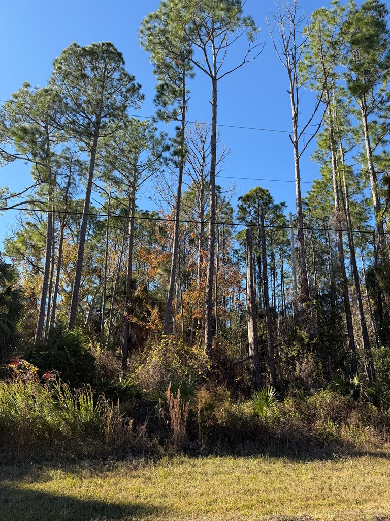 County Road 347, Cedar Key, FL 32625 - #3