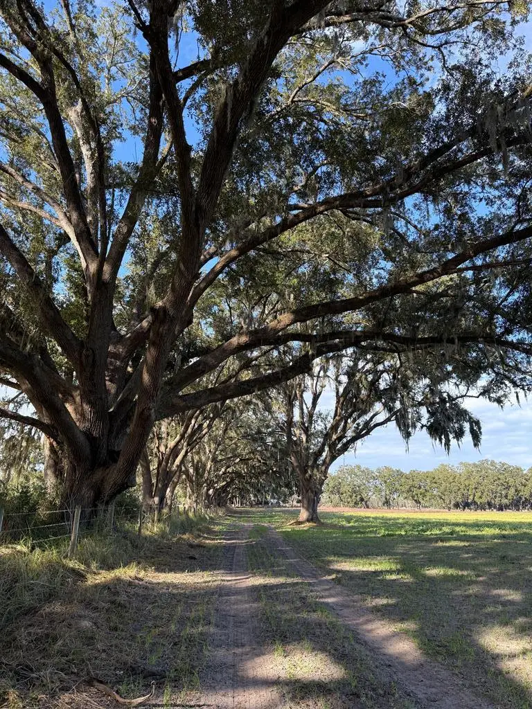 Lot 4 NW 35th Ave, Chiefland, FL 32626 - #1