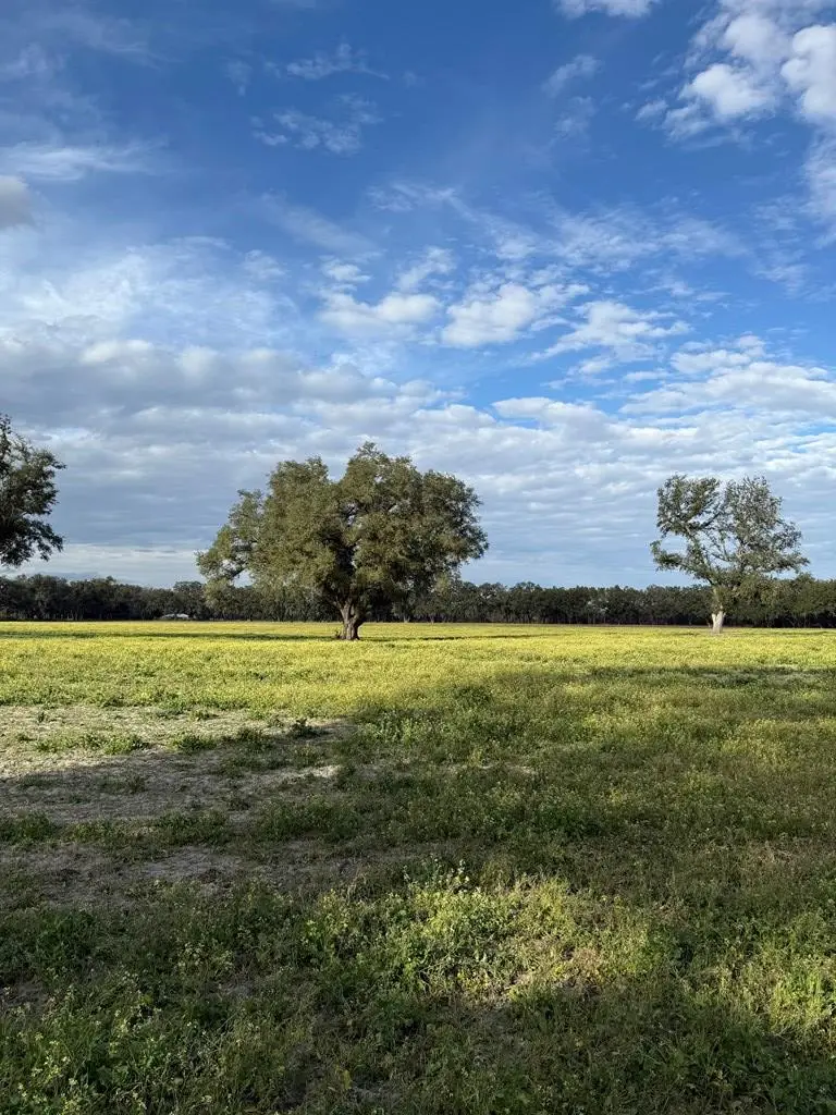 Lot 5 NW 35th Ave, Chiefland, FL 32626 - #2