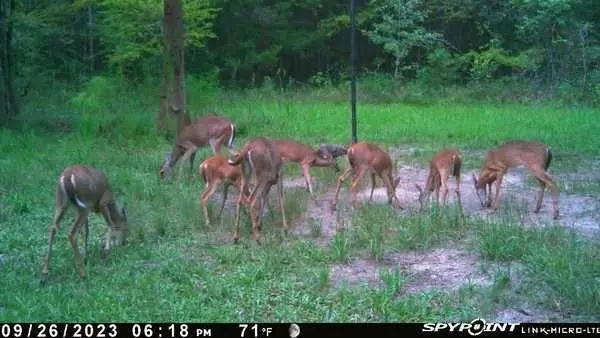 0 NW 10th Pl, Chiefland, FL 32626 - #3