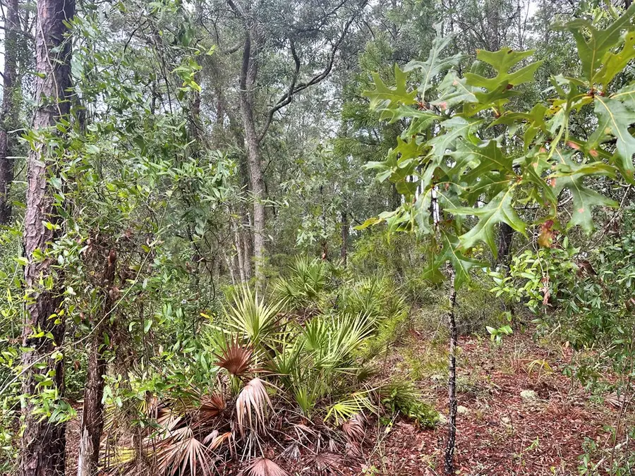 tbd N Sugar Hill Ln, Steinhatchee, FL 32359 - #3