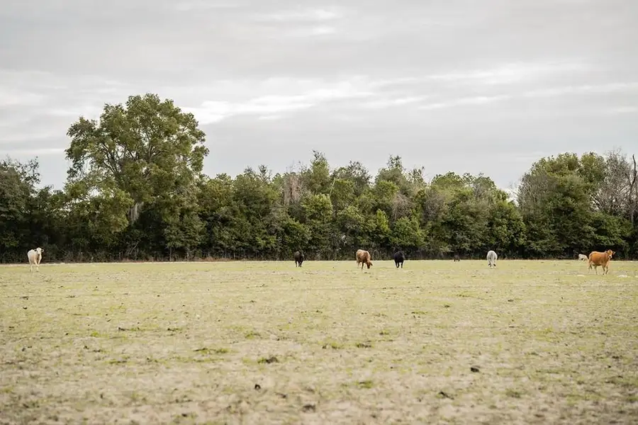 Lot 4 Country Hall Road, Chiefland, FL 32626 - #3