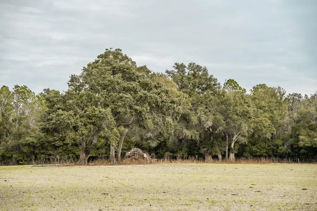 Lot 5 Country Hall Road, Chiefland, FL 32626 - #1