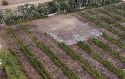 10th St, Bell, FL 32619 - #3