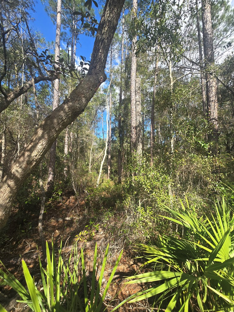 Lot 20 NE 796th St, Cross City North, FL 32686 - #3